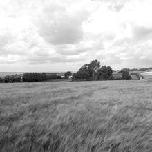 Load image into Gallery viewer, Hard wind, durum wheat, the island of Ven, Skåne.