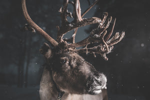The reindeer from Jokkmokk, Asaf Kliger