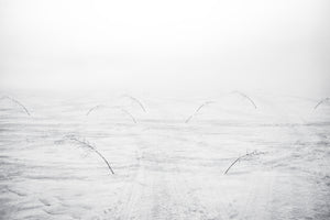 Februari, Jukkasjärvi- Asaf Kliger