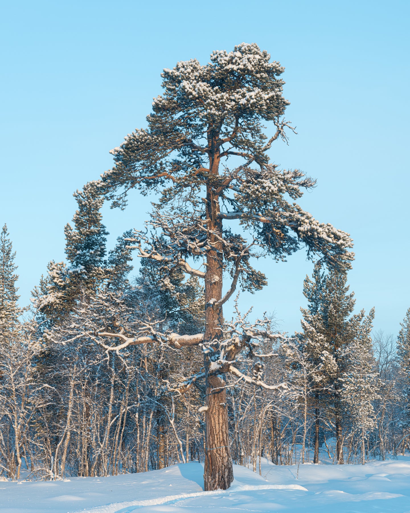 The Large Pine, Kiruna 2024