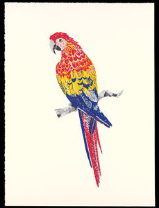 Scarlet Macaw- Yuval Atzili