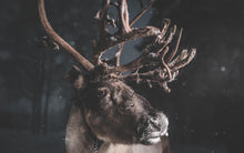 Ladda upp bild till gallerivisning, The reindeer
